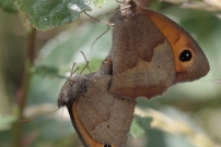 Accouplement de Myrtil. La femelle, plus colore, est en haut. (Lpidoptre - Nymphalidae - Maniola jurtina)